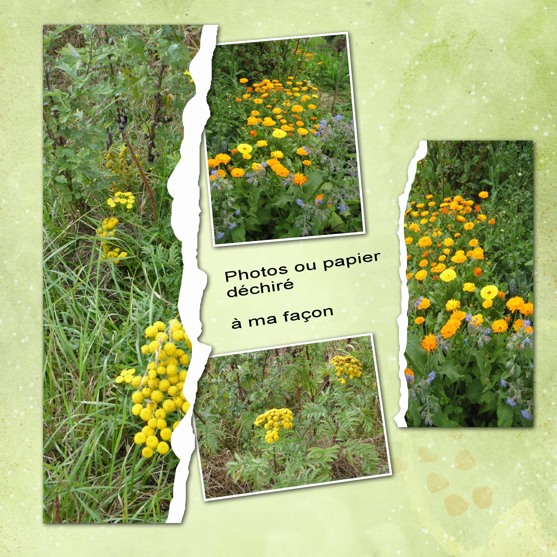 papier déchiré.jpg