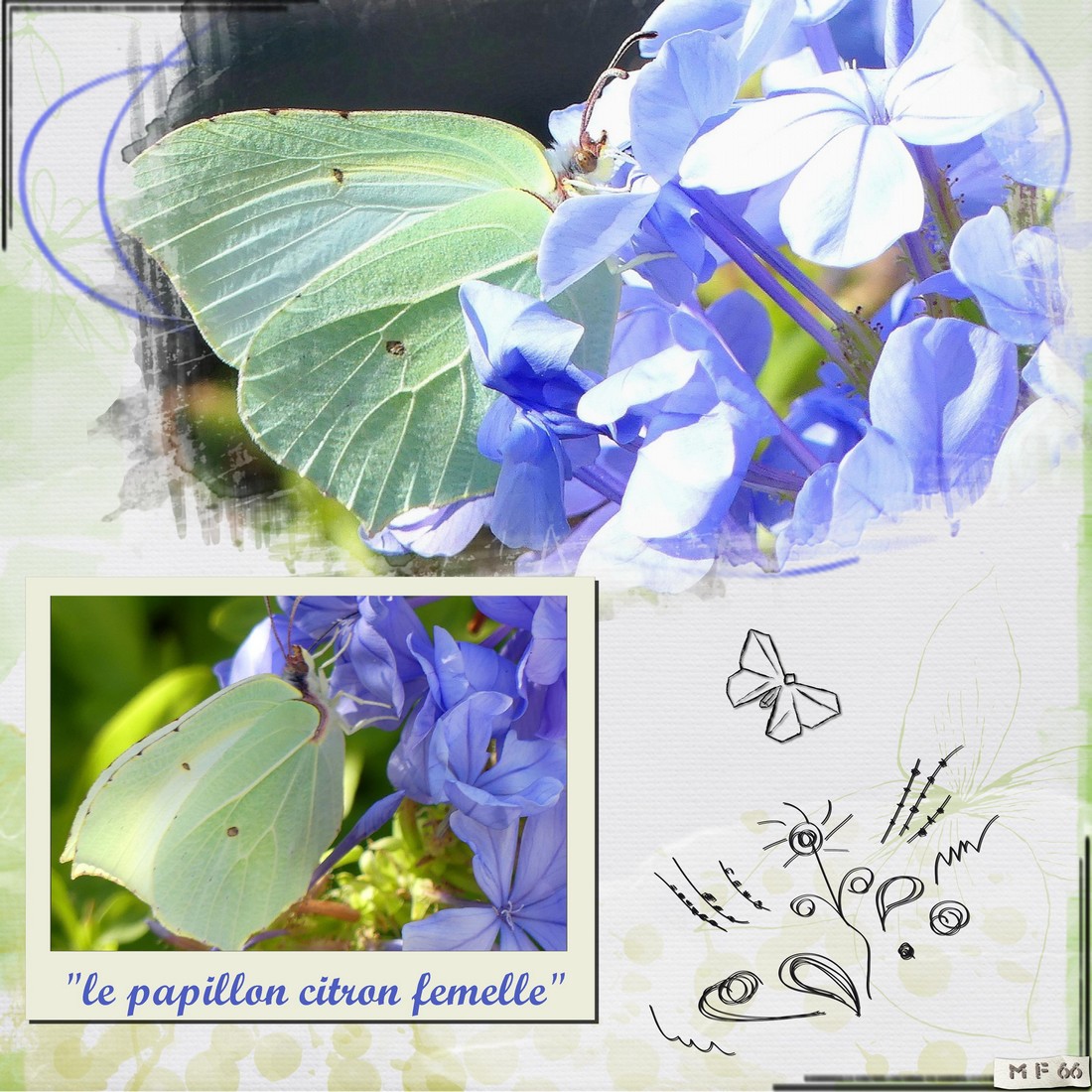 papillon au bord de la piscine 25.06.22.jpg