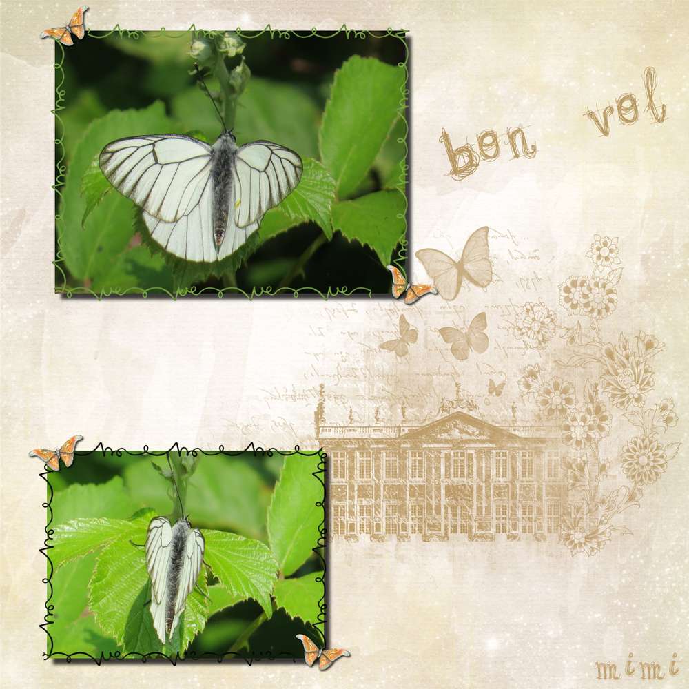 papillon blanc