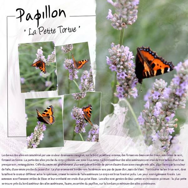 Papillon de mon jardin