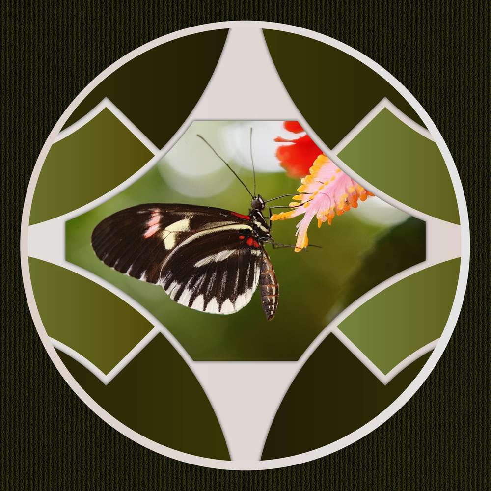 PAPILLON - JOYEUX ANNIVERSAIRE