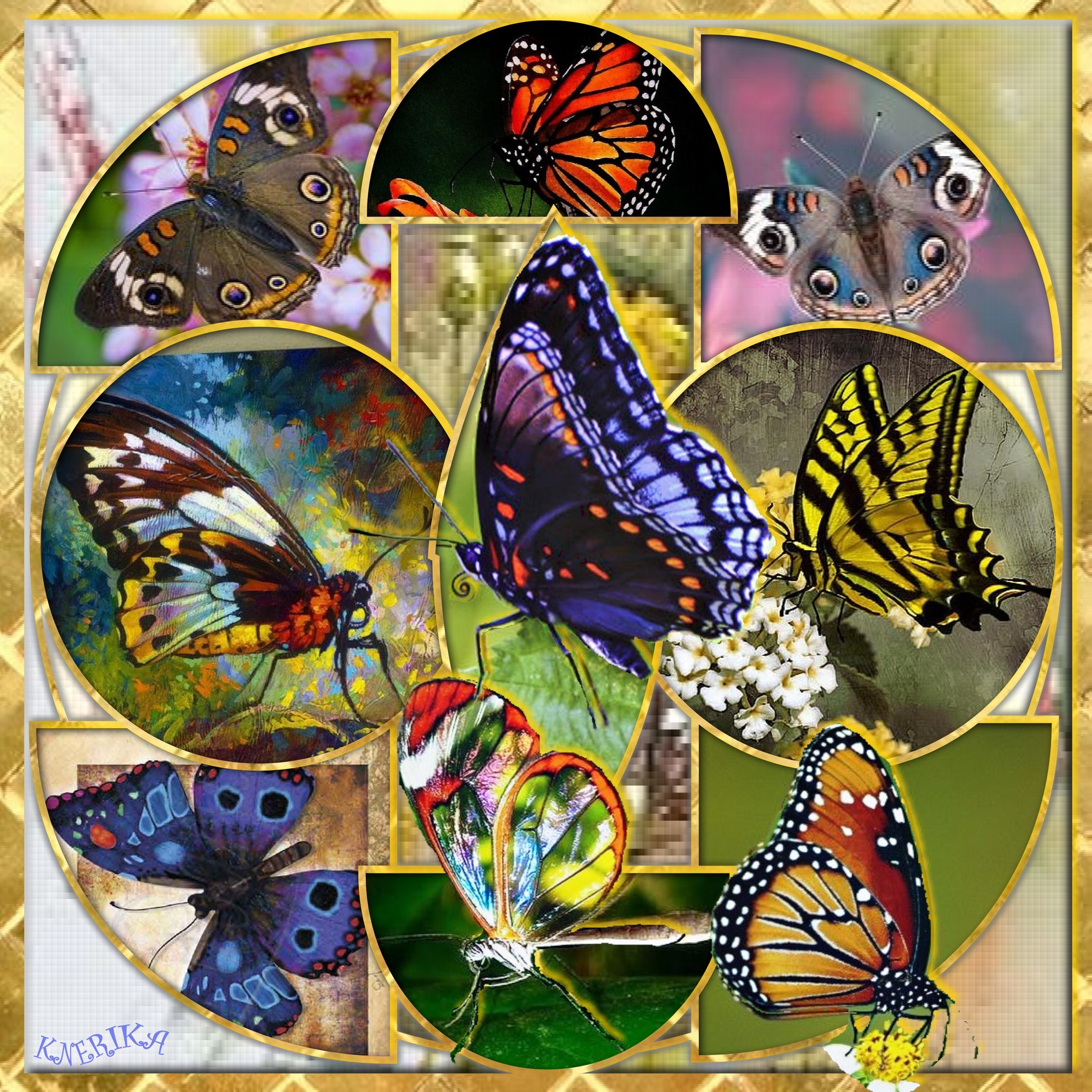papillon.jpg
