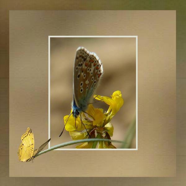 Papillon