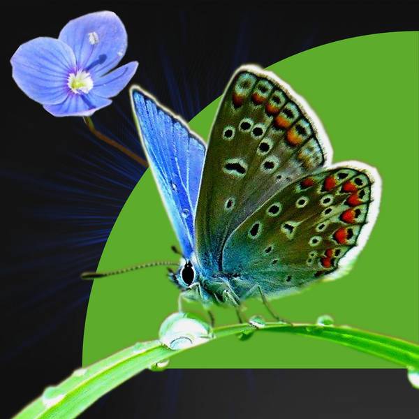 Papillon