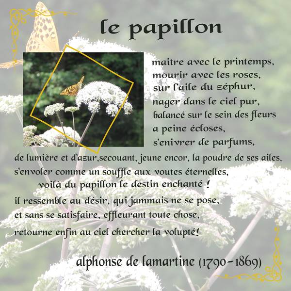 papillon