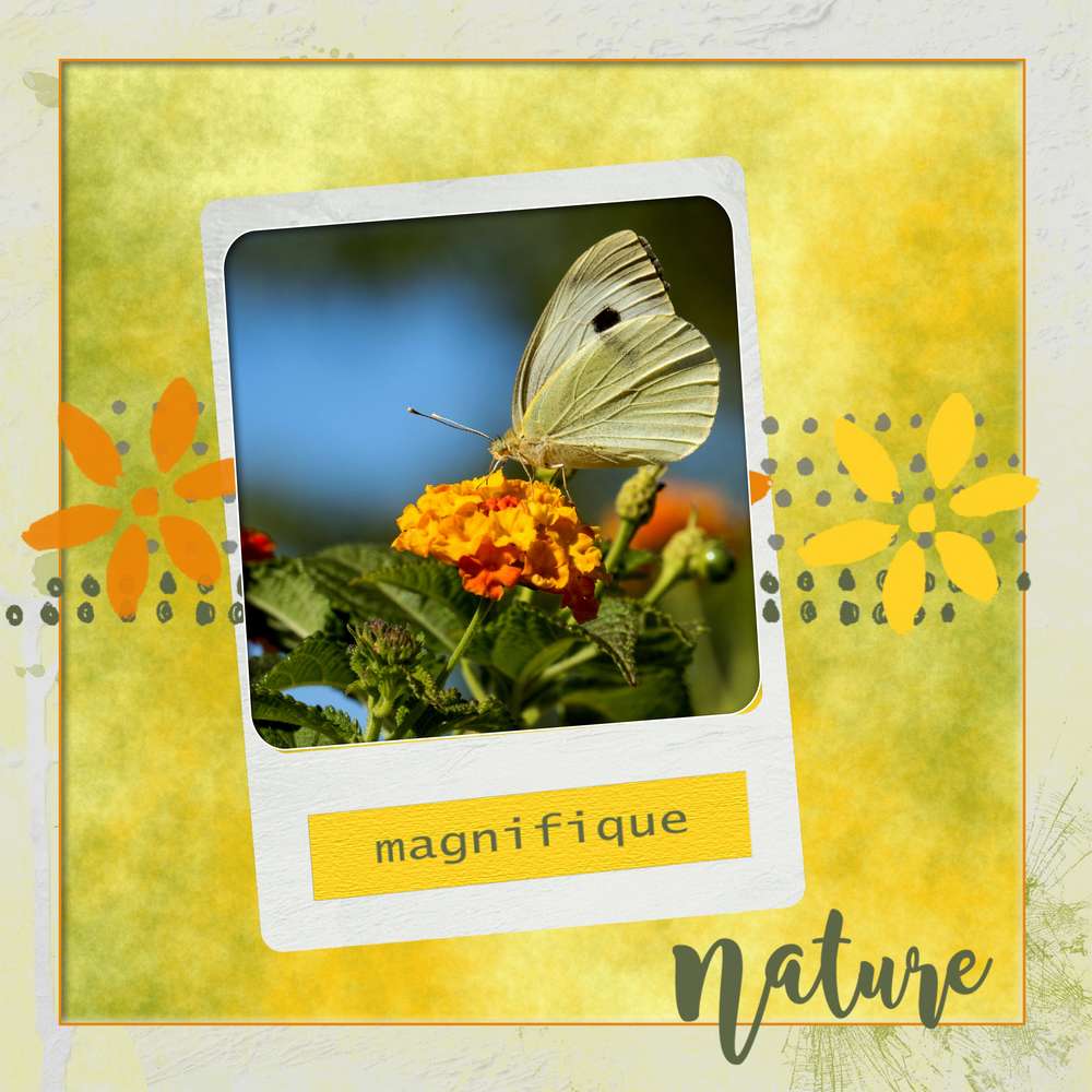 papillon31