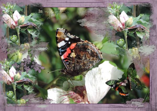 papillon_jardin
