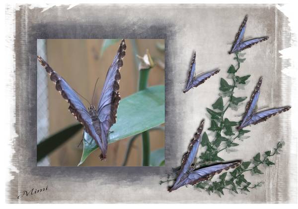 Papillons bleus