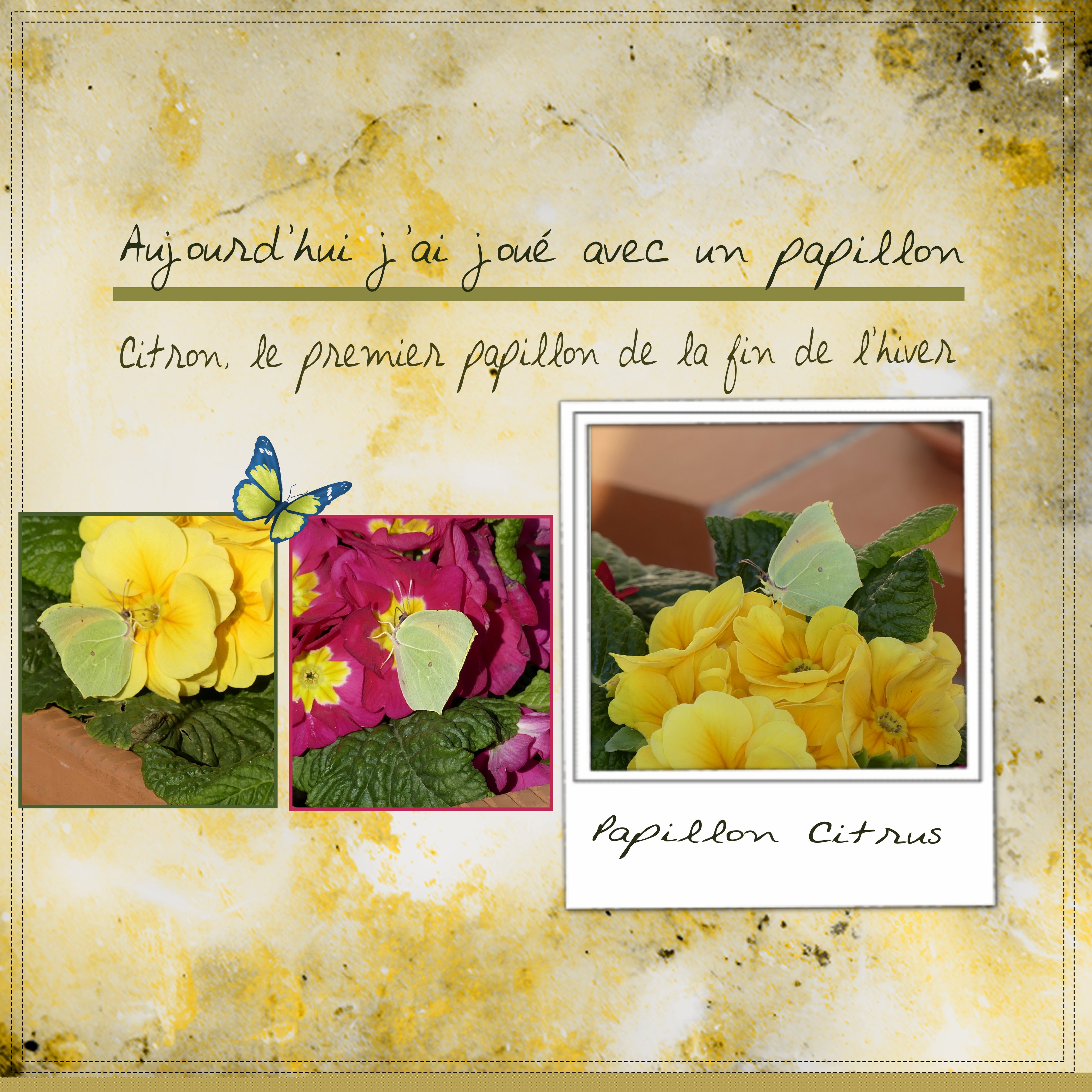 Papillons Citrus .jpg