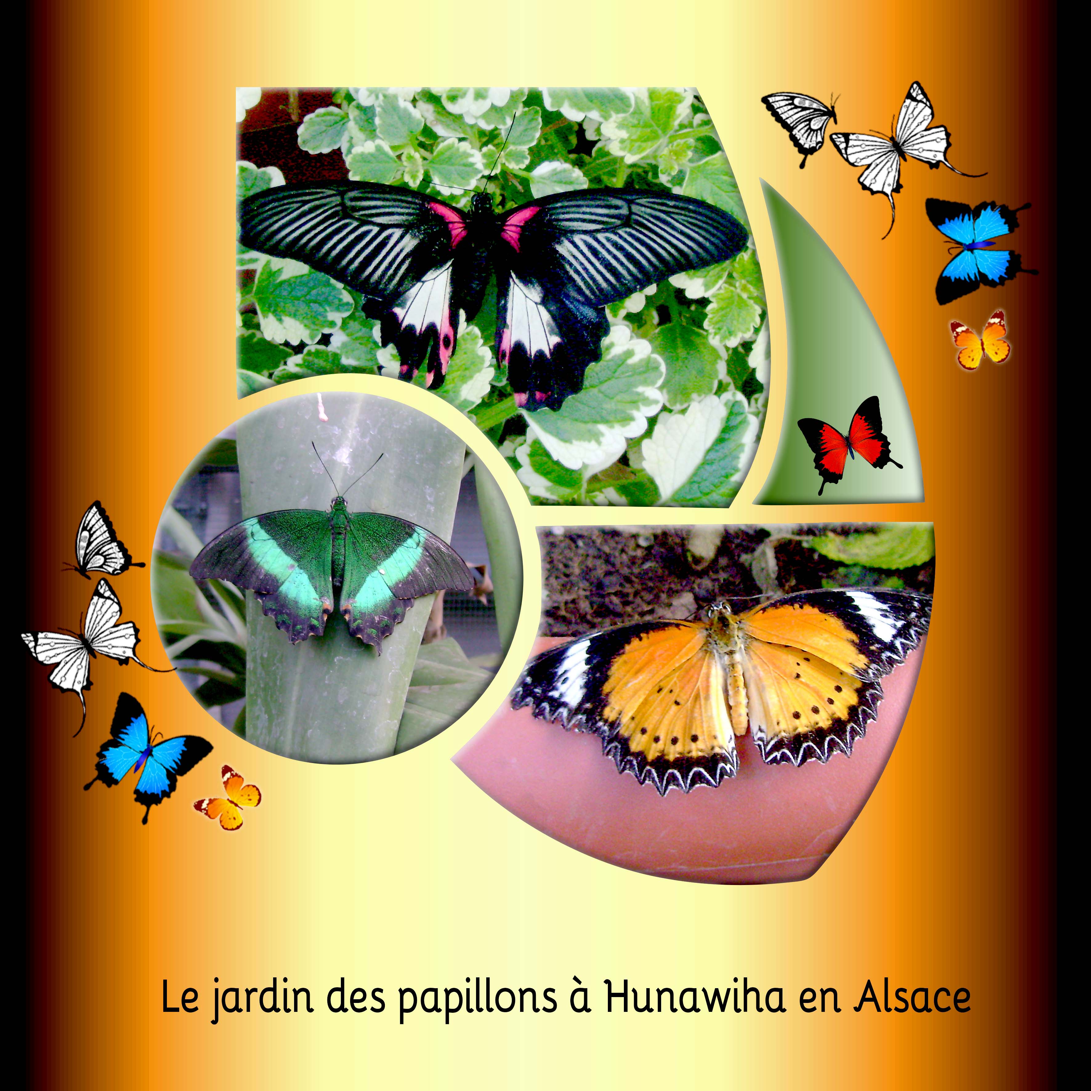 papillons.jpg