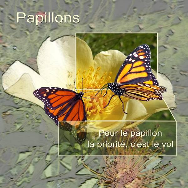 PAPILLONS