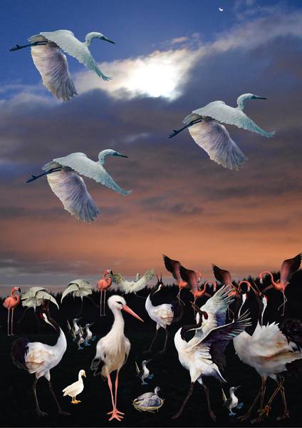 Parade des échassiers