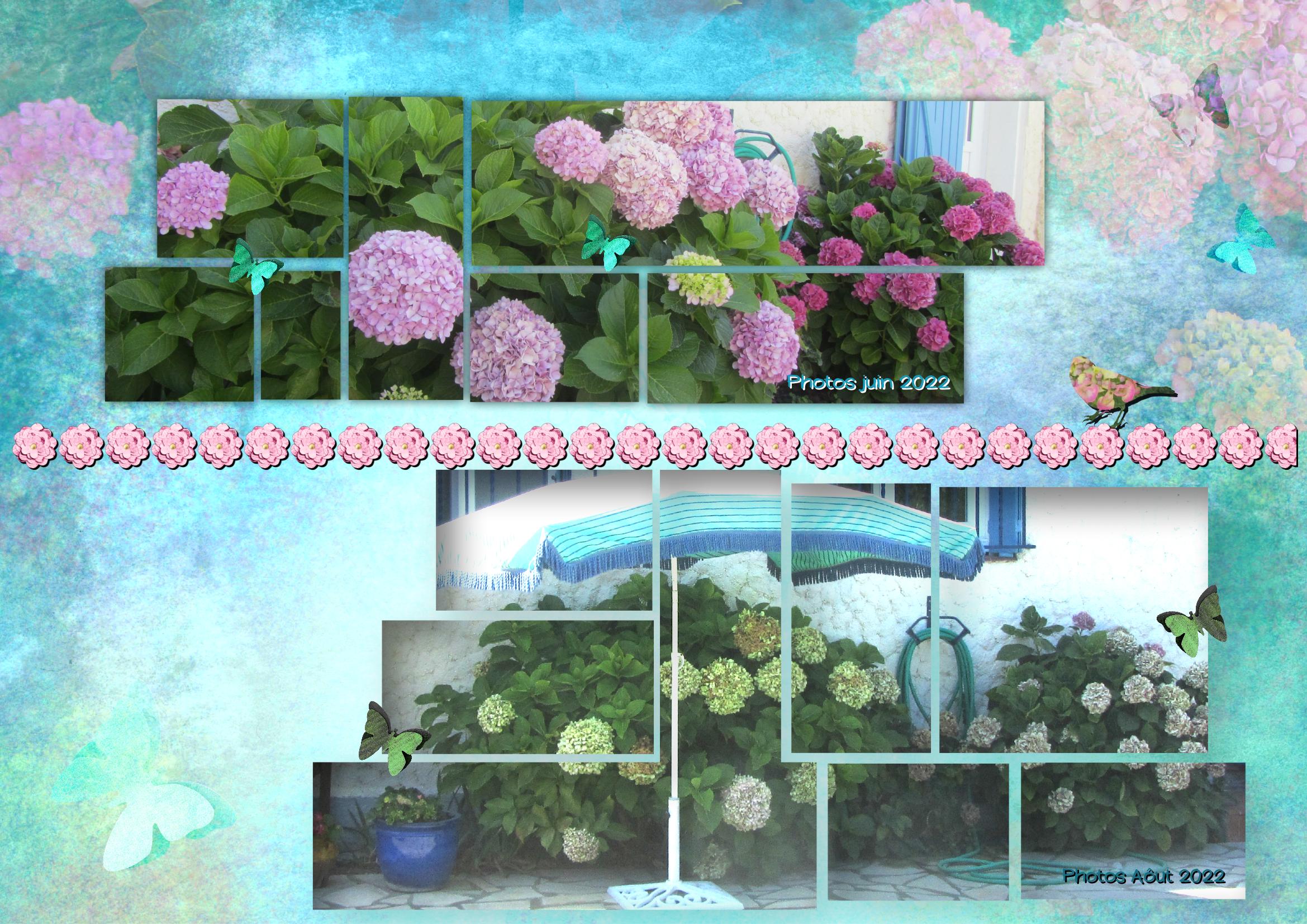 Parasol pour hortensias.jpg