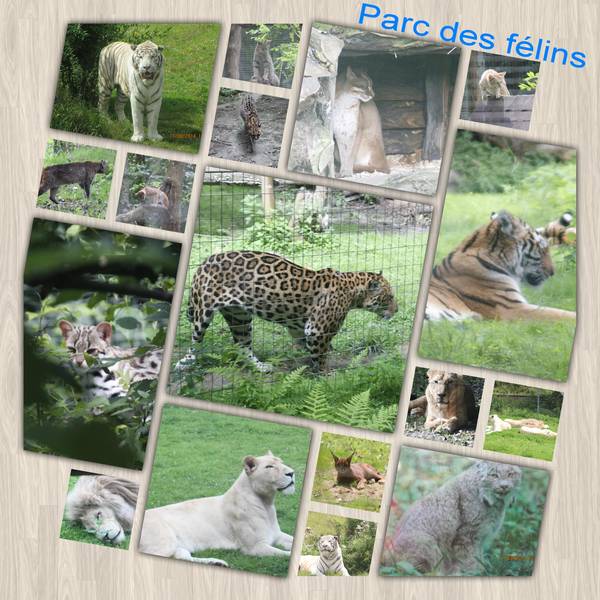 parc des félins