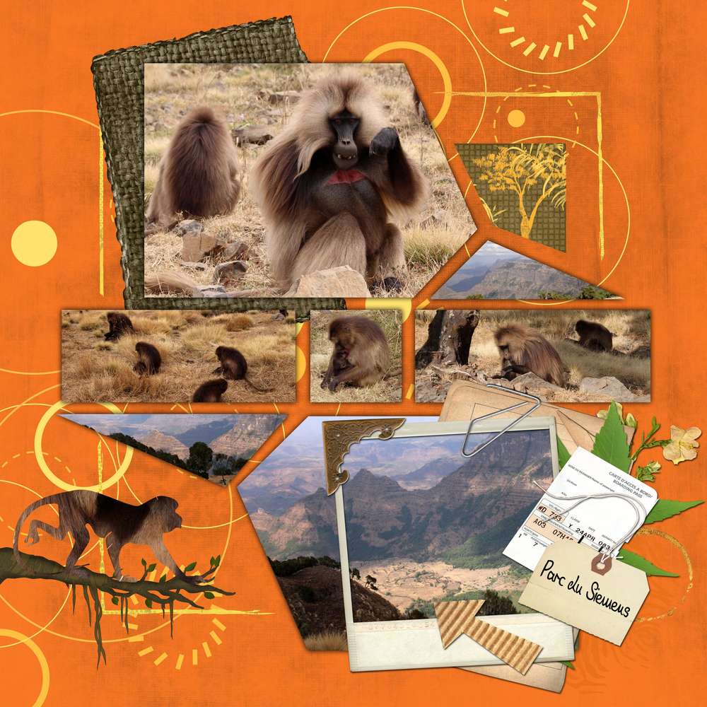 Parc du Siemens et ses babouins geladas