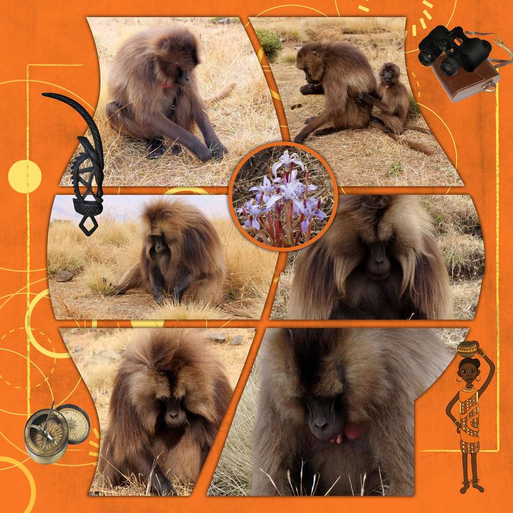 Parc du Siemens et ses babouins geladas