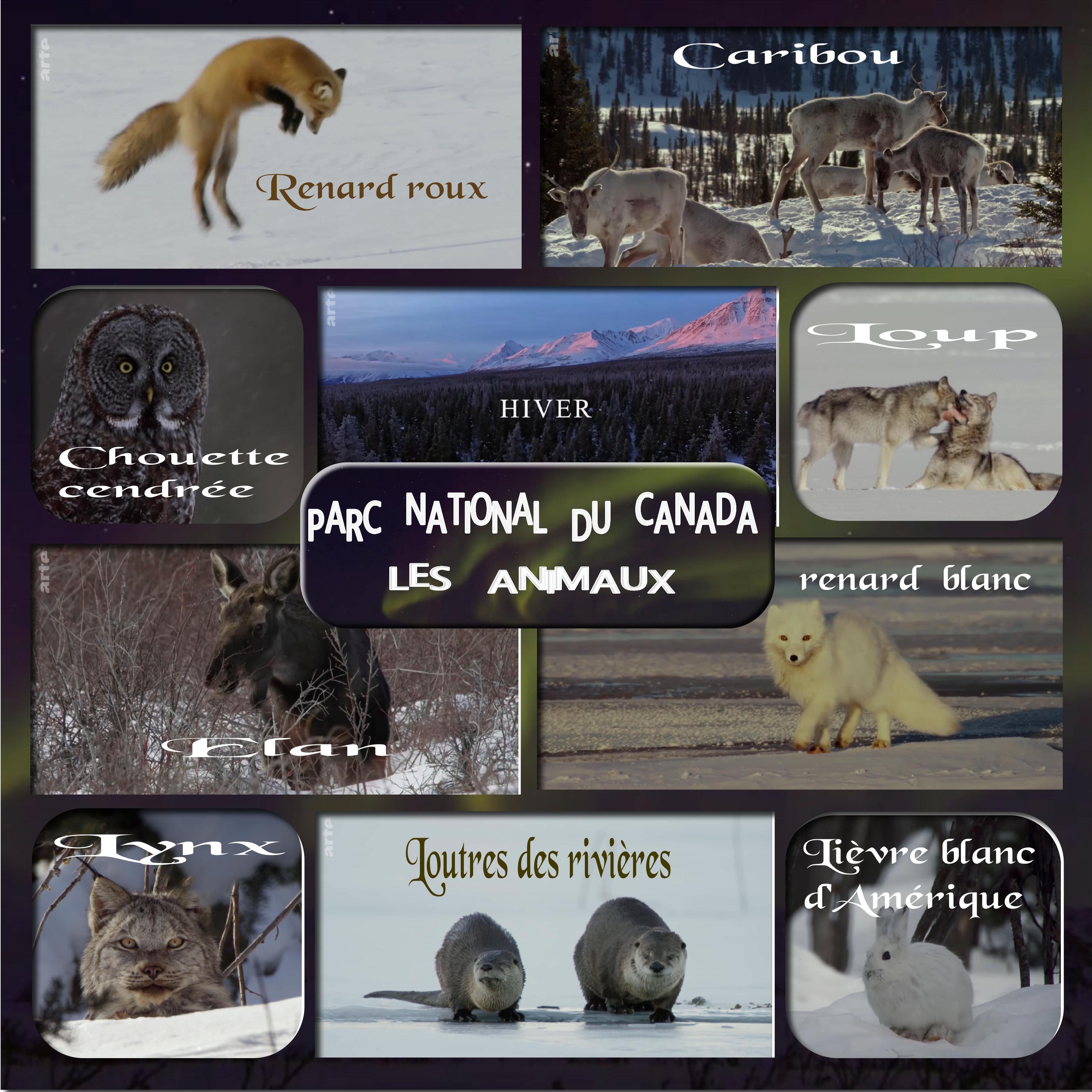 parc national du canada animaux.jpg