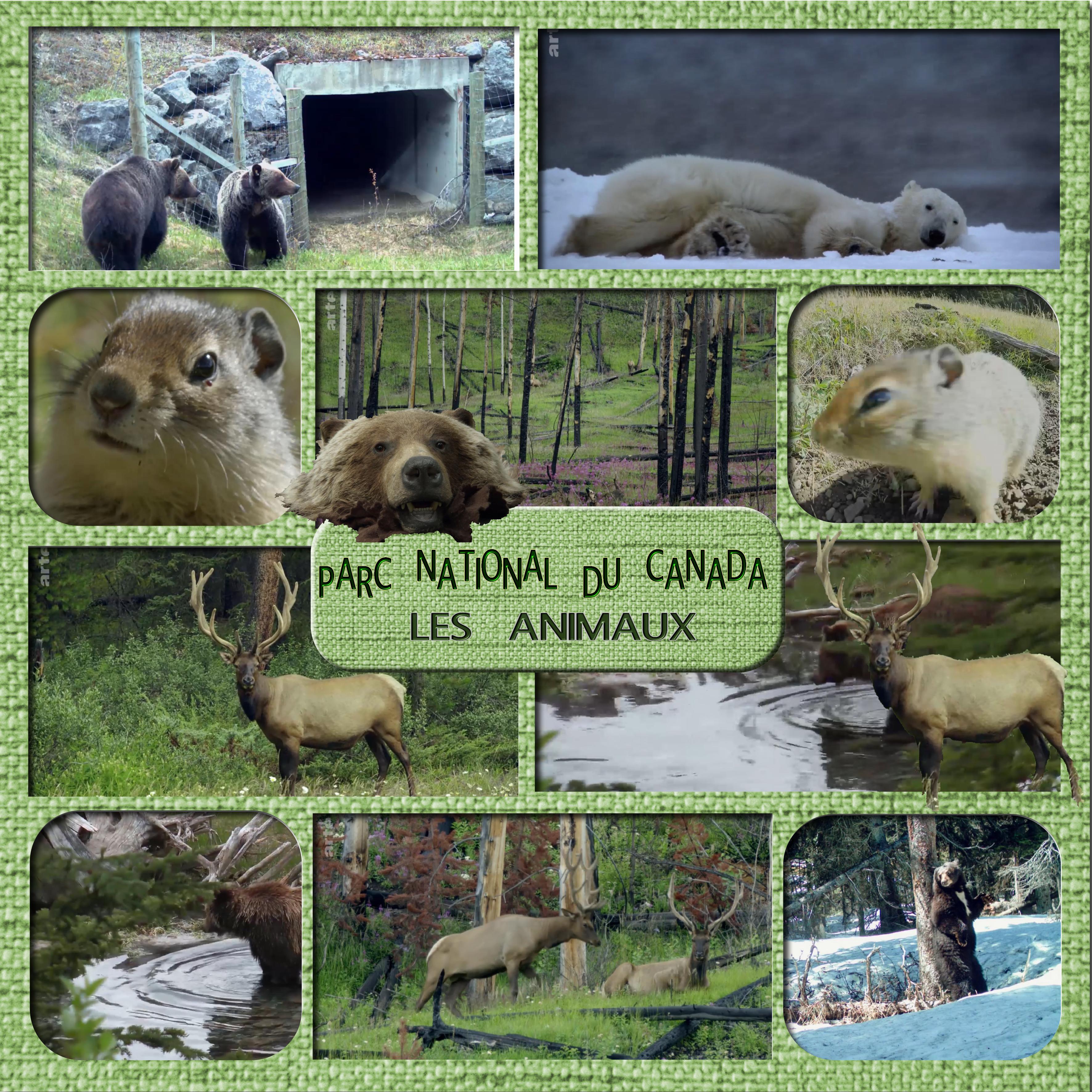 parc national du canada les animaux.jpg