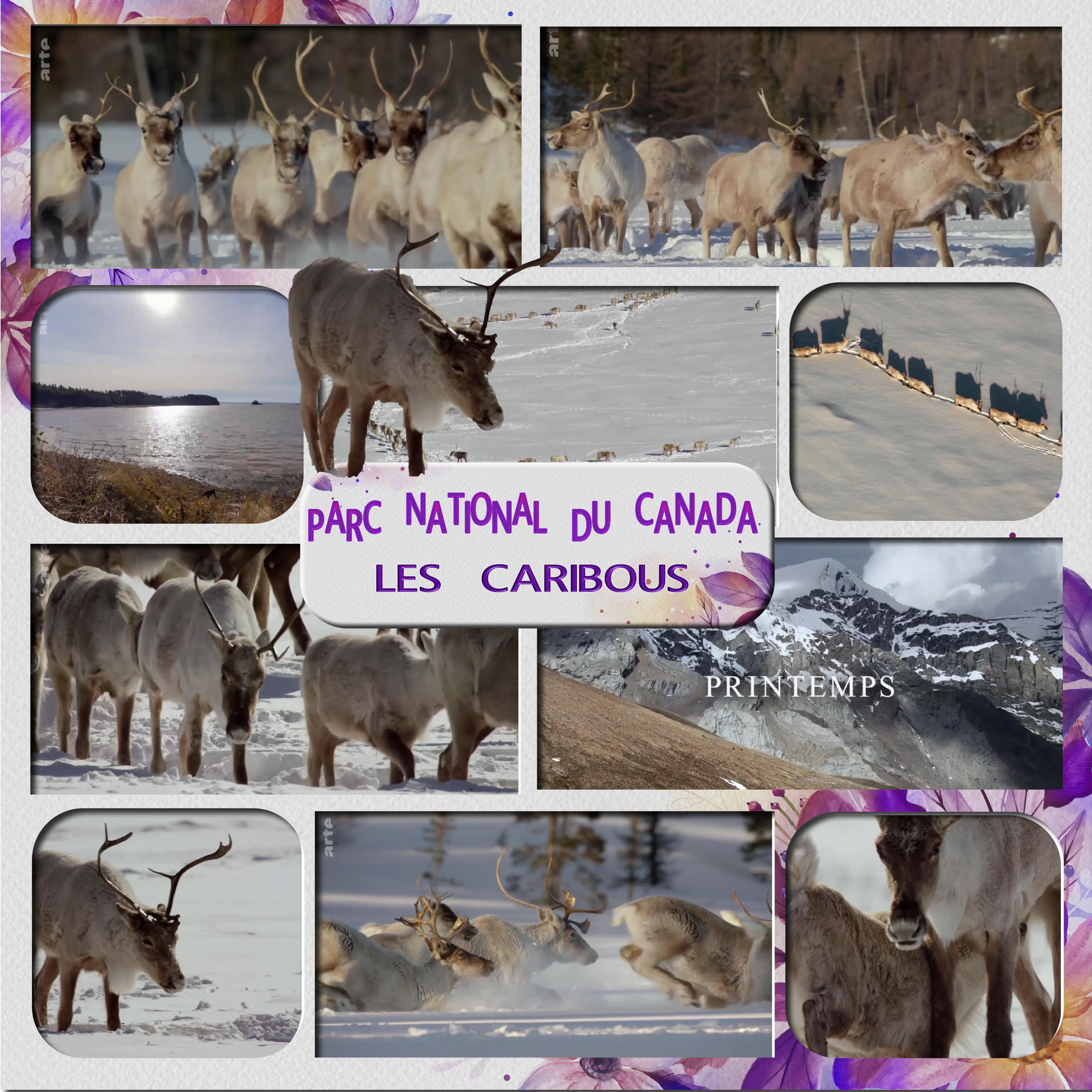 parc national du canada les caribous.jpg