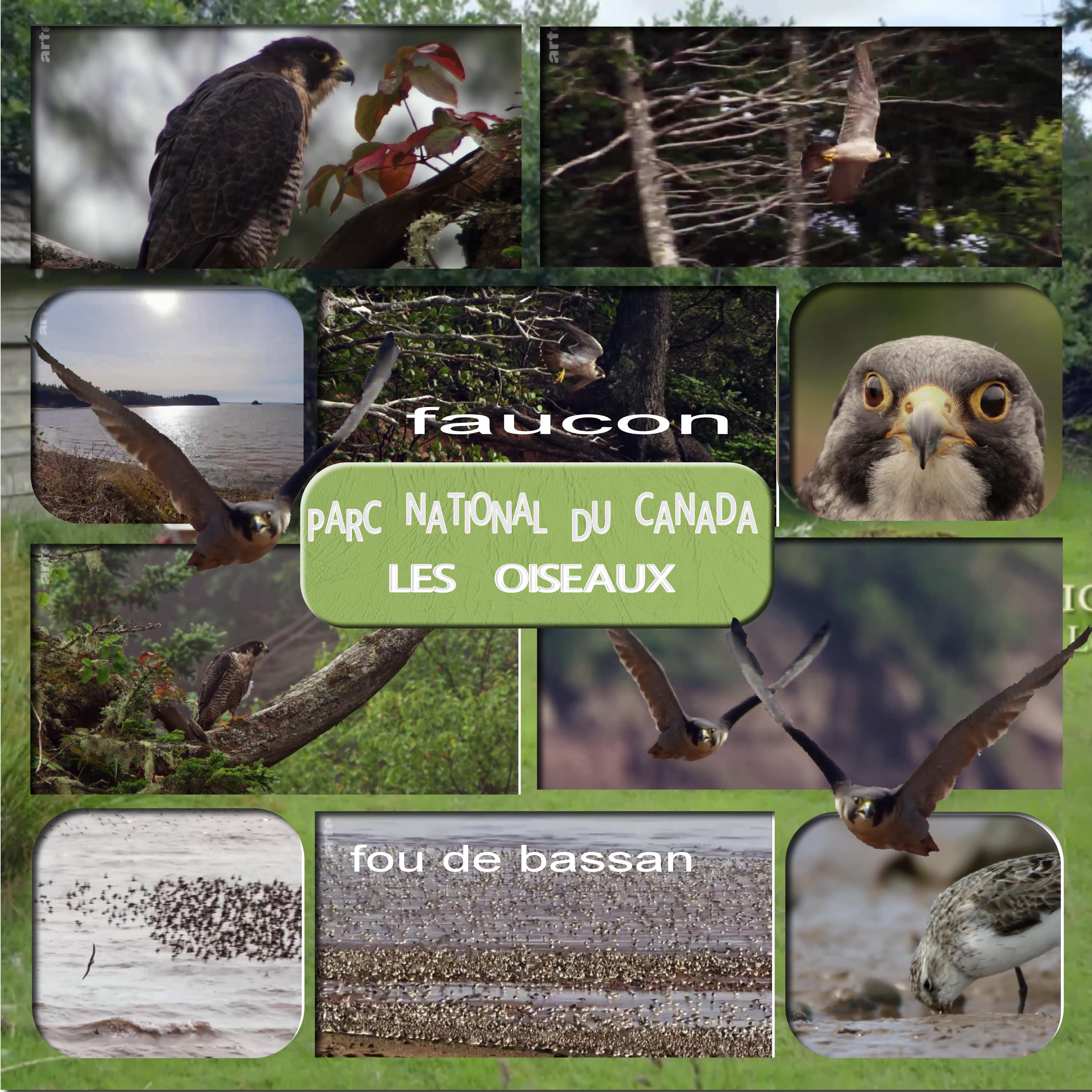 parc national du canada les oiseaux.jpg