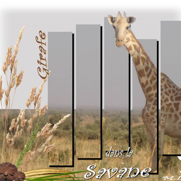 Paricipation au défit Bouvier