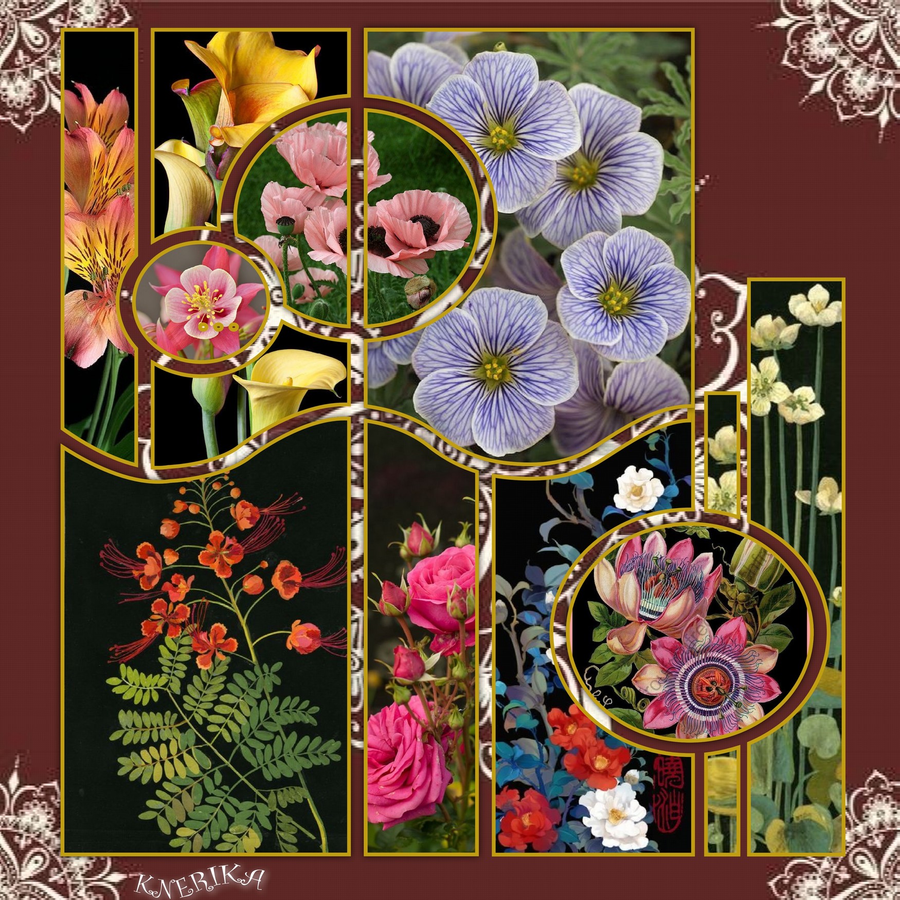 parlons fleurs,  Anne Marie.jpg