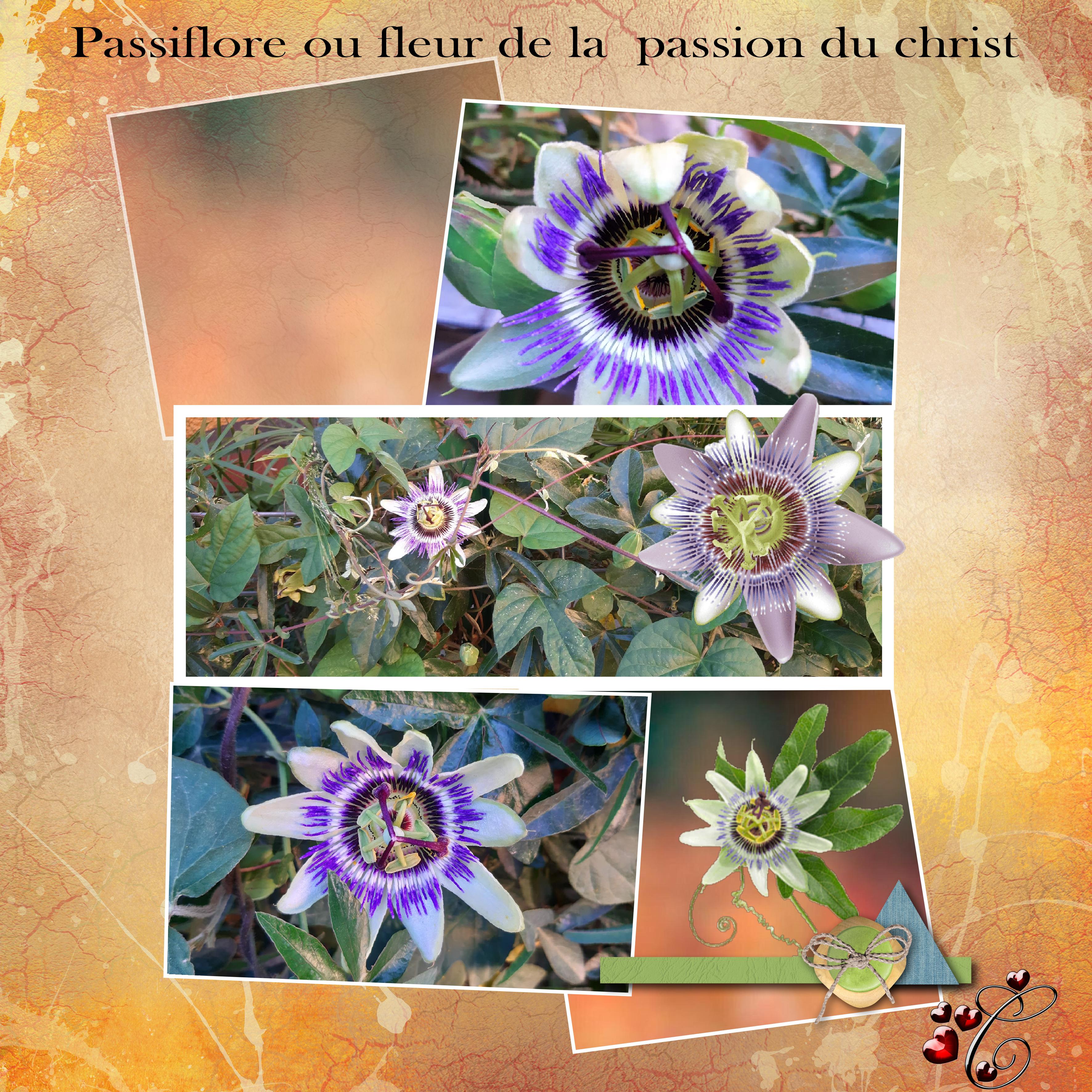 passiflore du jardin Christine jpg