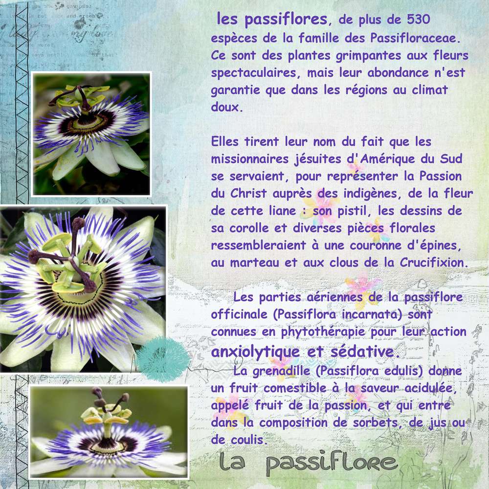 passiflore3