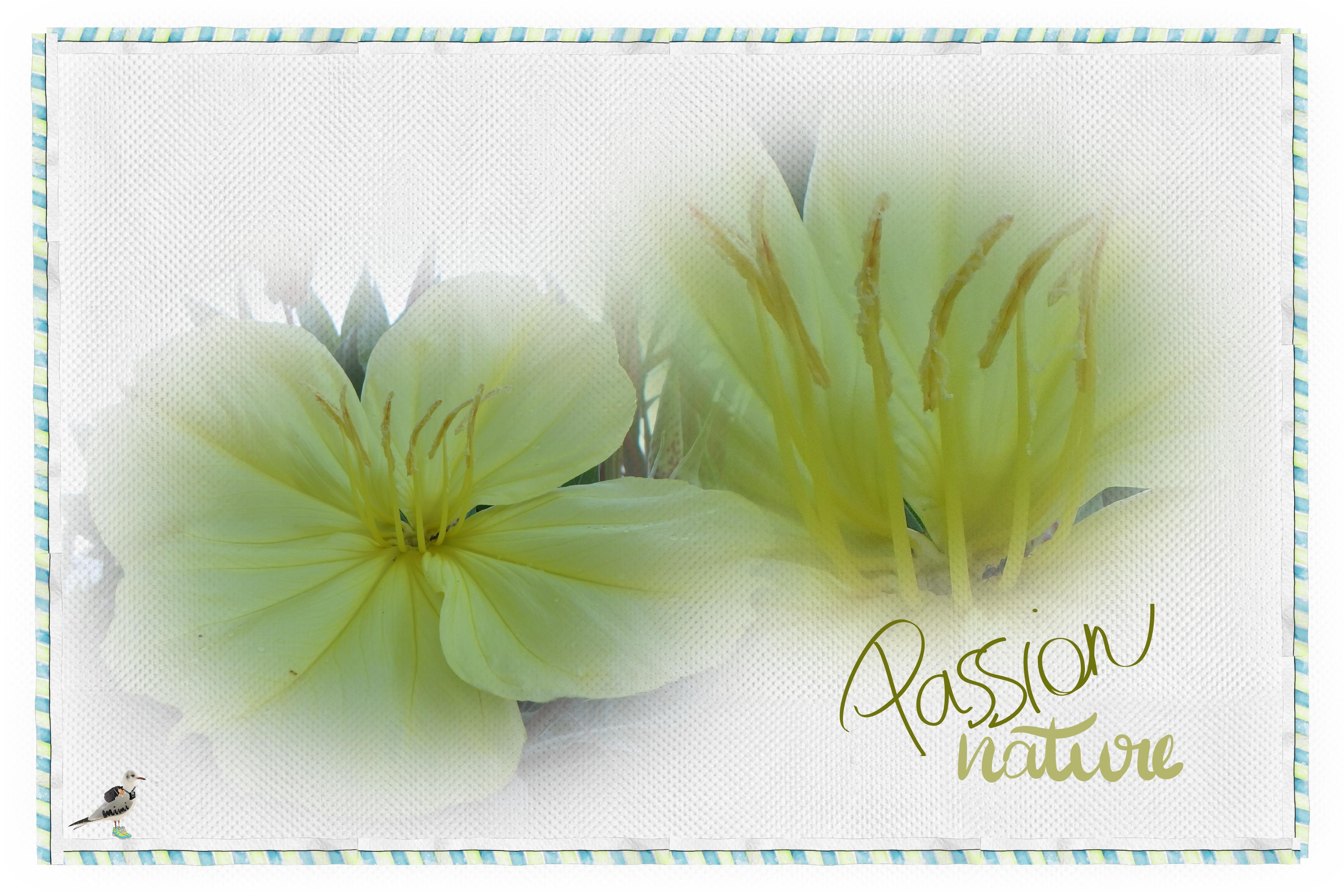 Passion nature-29juillet.jpg