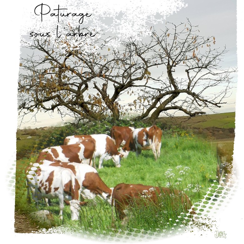 paturage sous l arbre.jpg