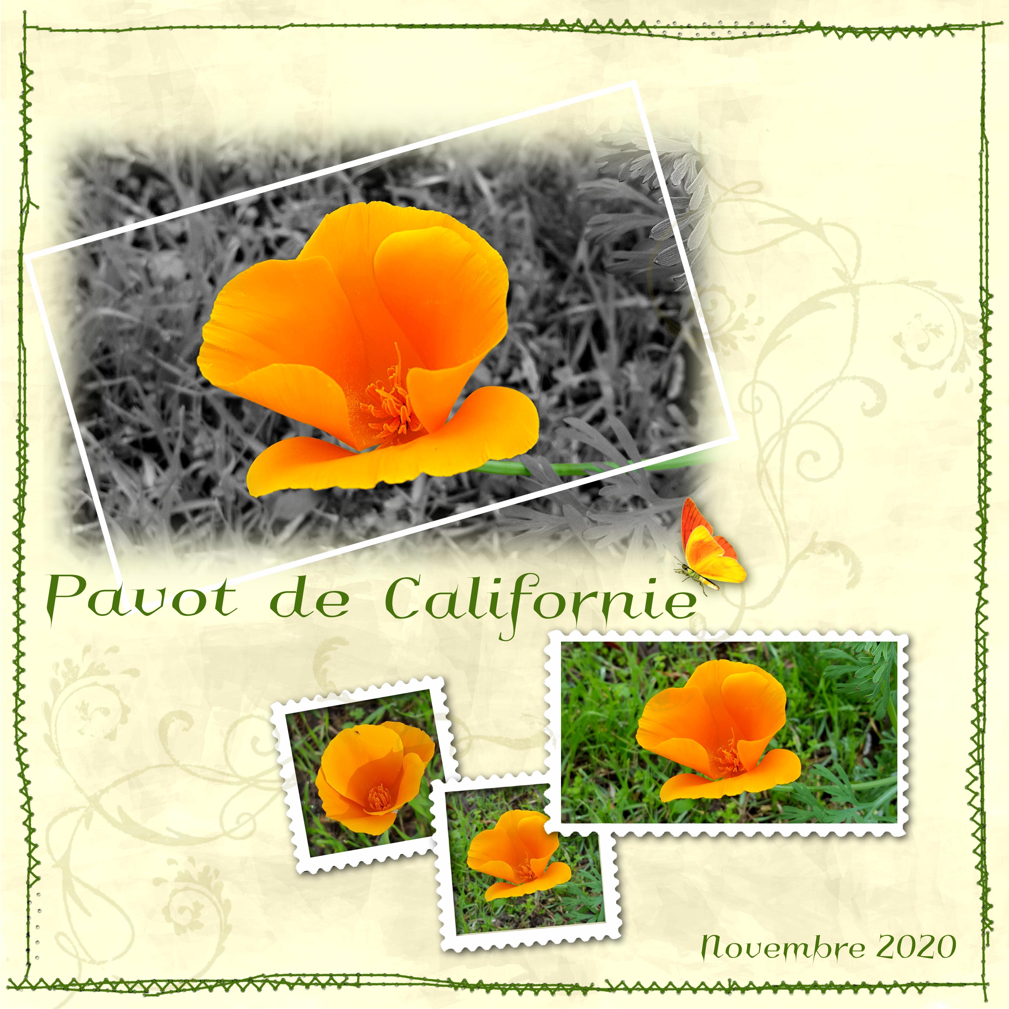 Pavot de californie nov 2020.jpg