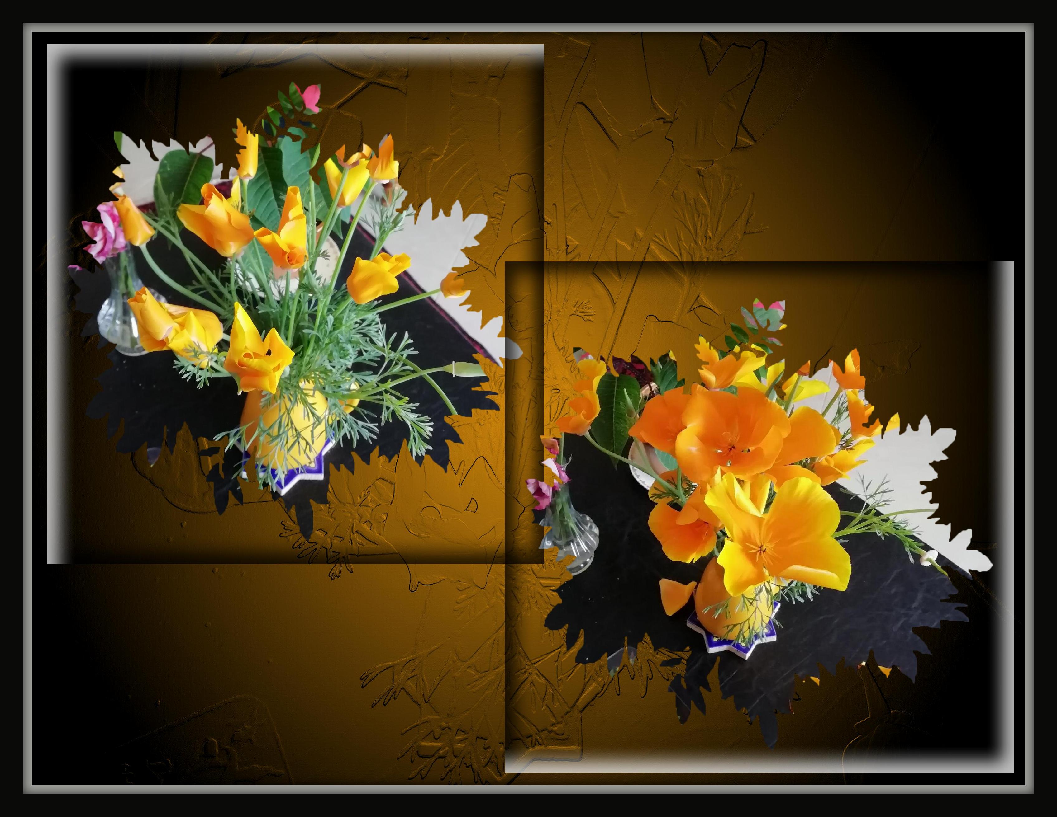 Pavot de Californie ou Eschscholtzia .jpg