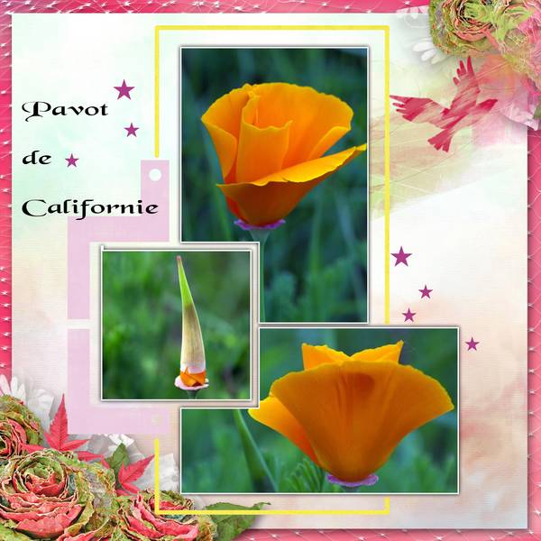 pavot_de_californie