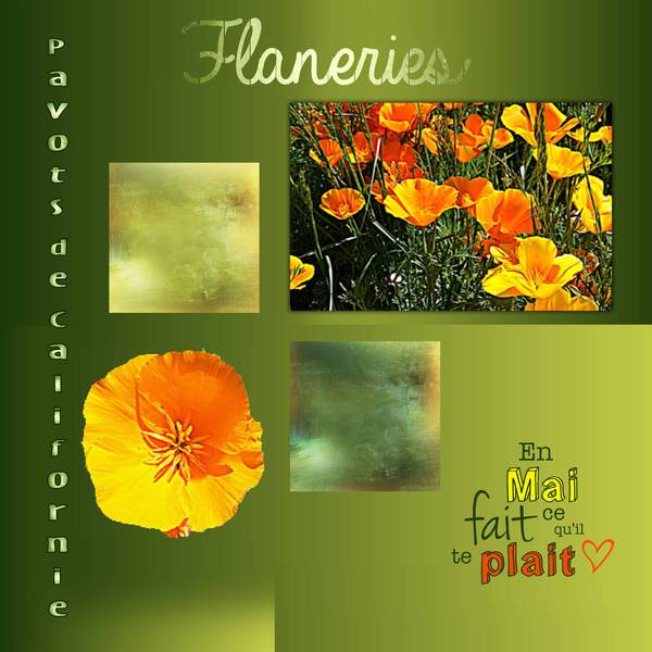 pavots de Californie