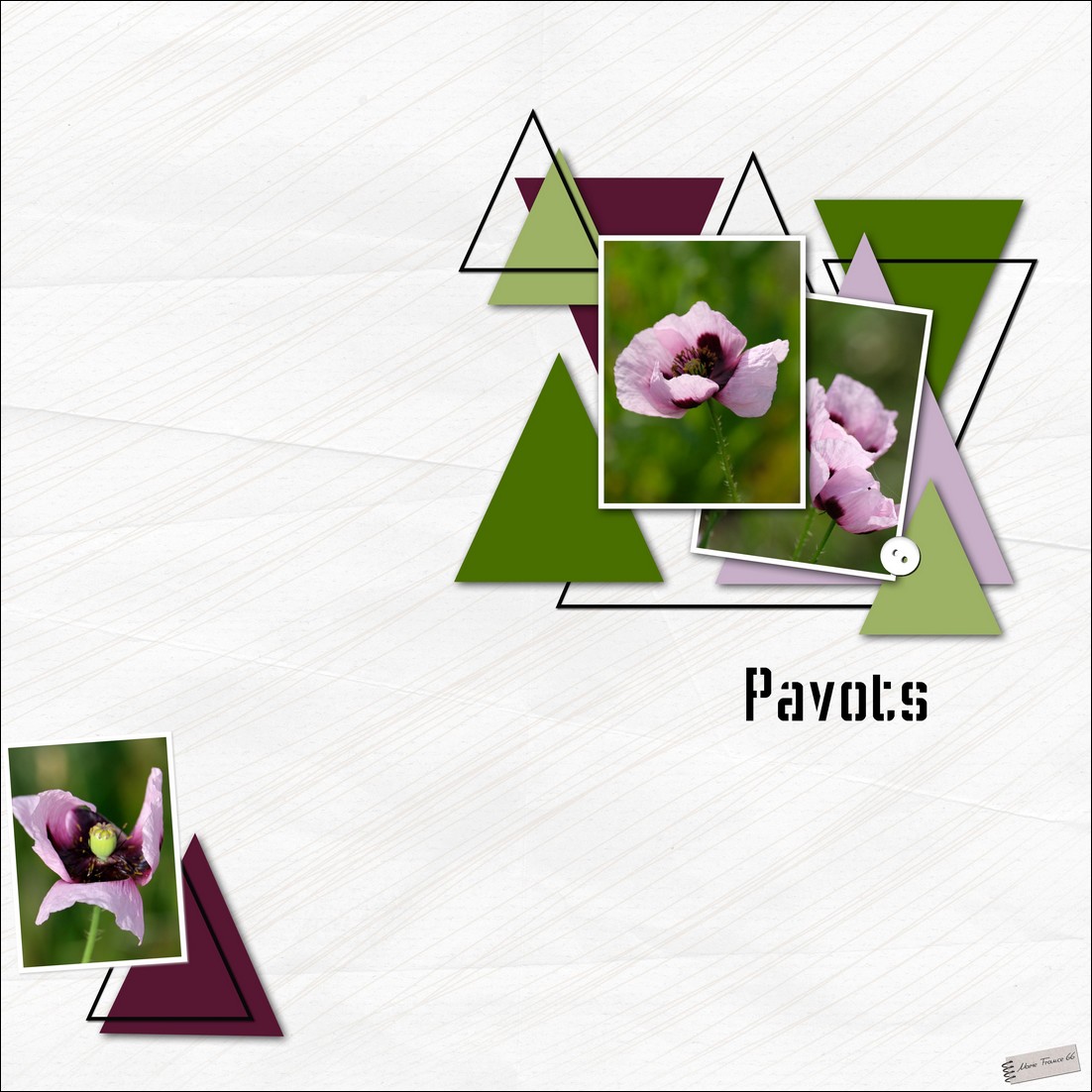 Pavots mai 2019 T.loulou.jpg