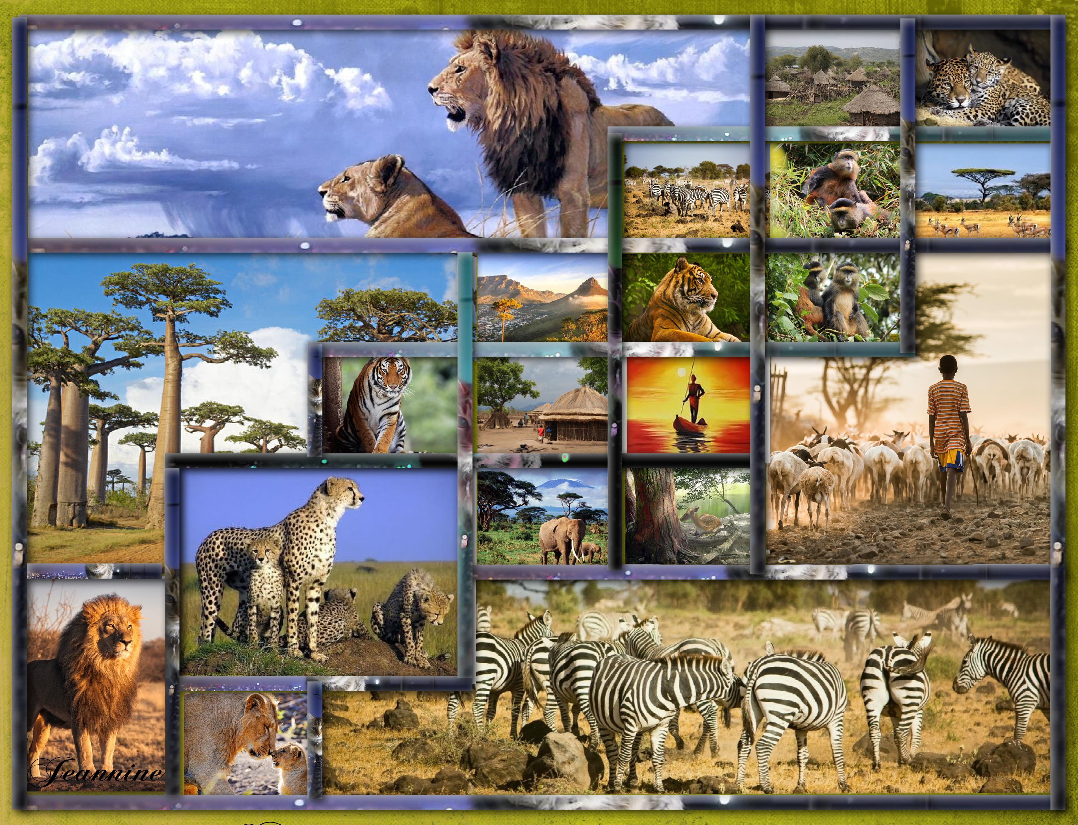 paysages-félins Jeannine.jpg