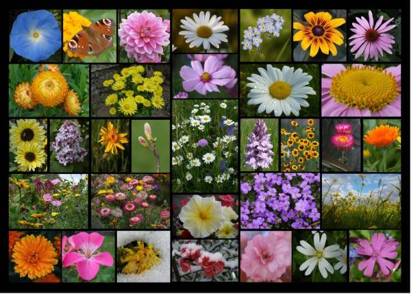 Pêle-mêle sur les fleurs