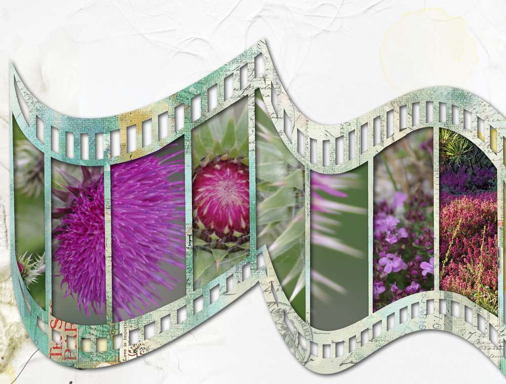 pellicule argentique