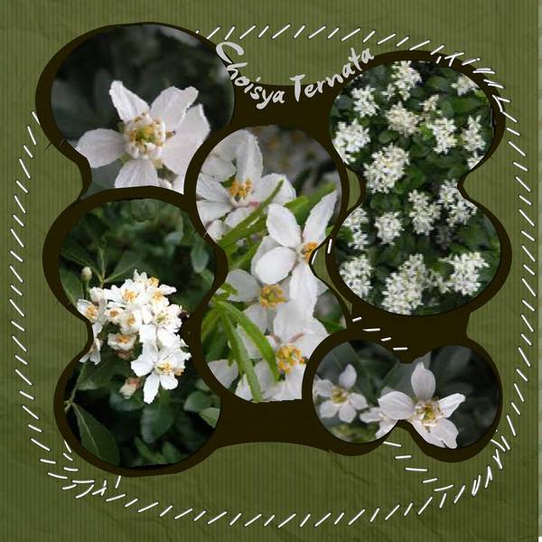 pelotes de laine ou jumelles ?