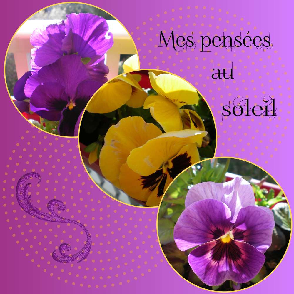pens__es_au_soleil