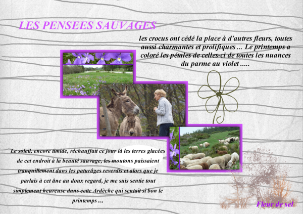 pensées ardéchoises