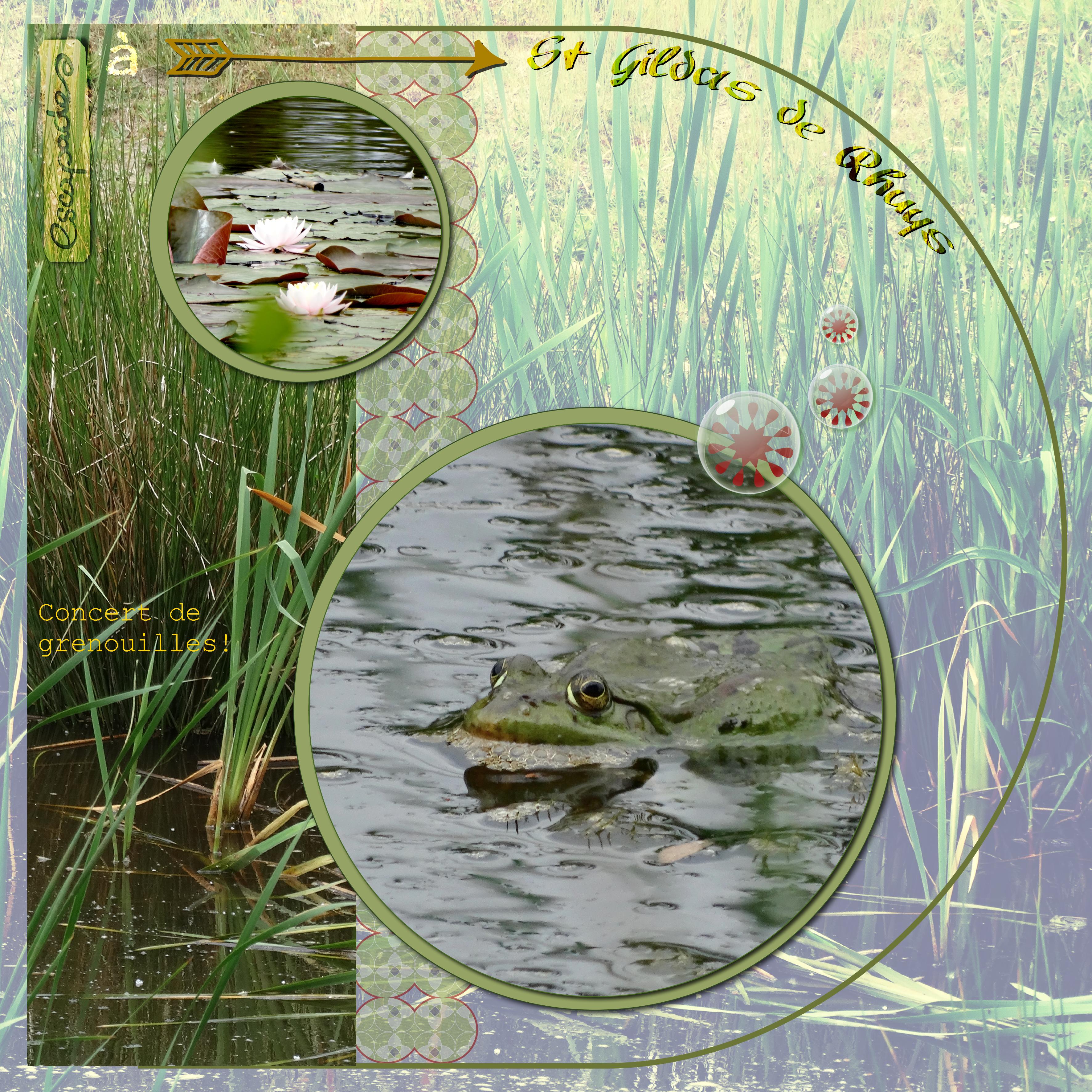 penvins grenouille2.jpg