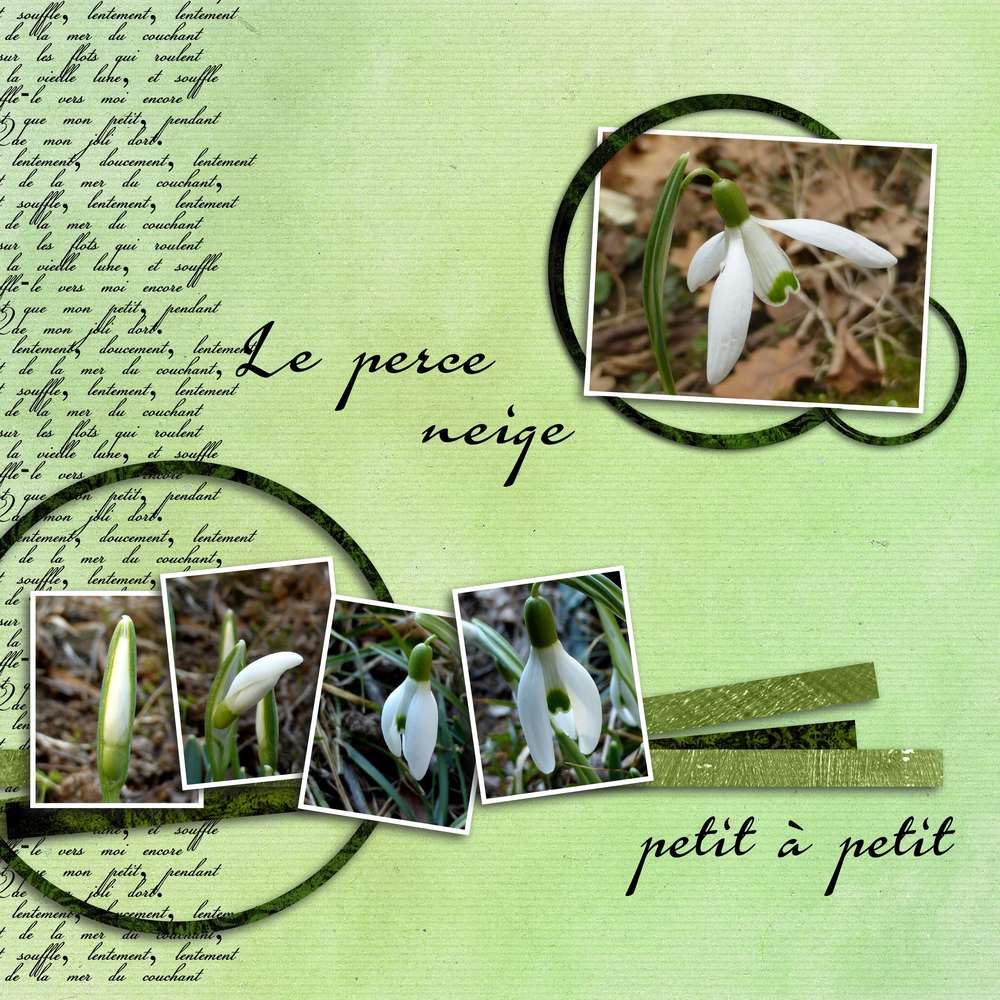 Perce neige