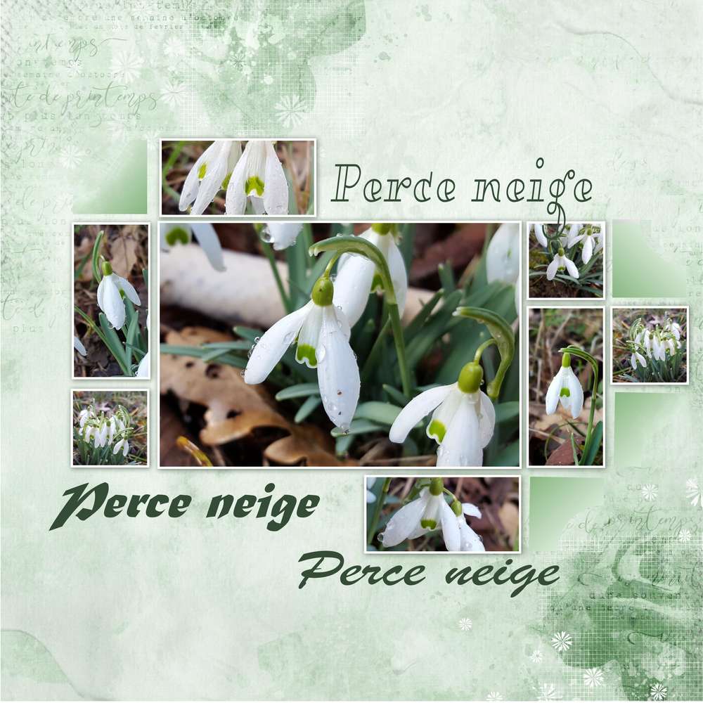 Perce neige