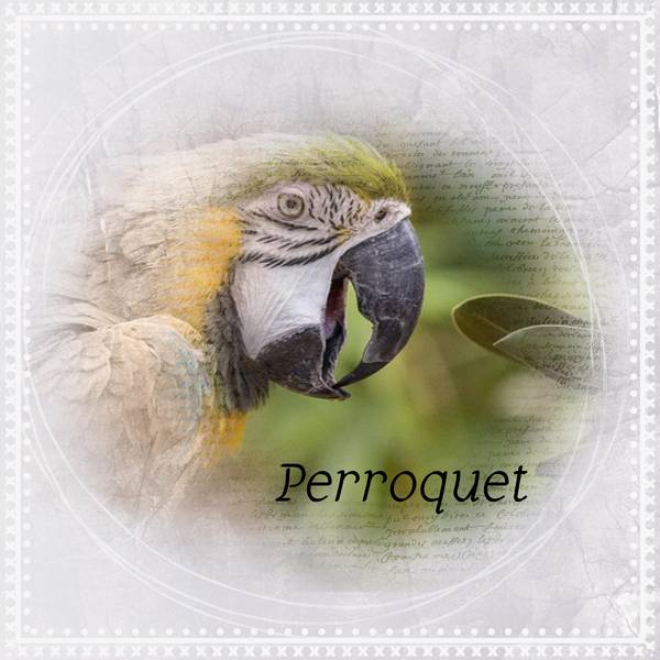 PERROQUET