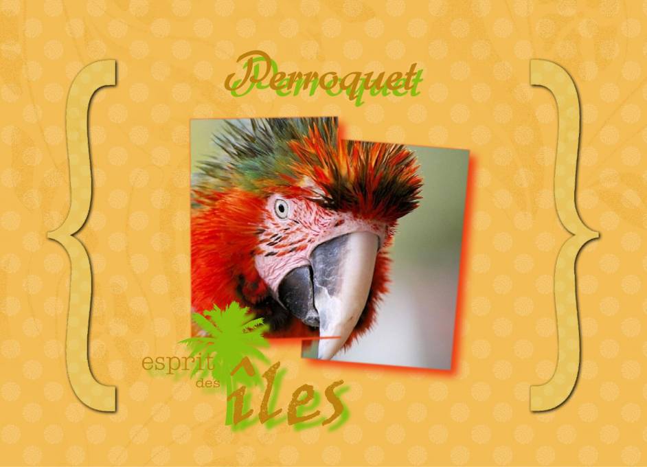 Perroquet1