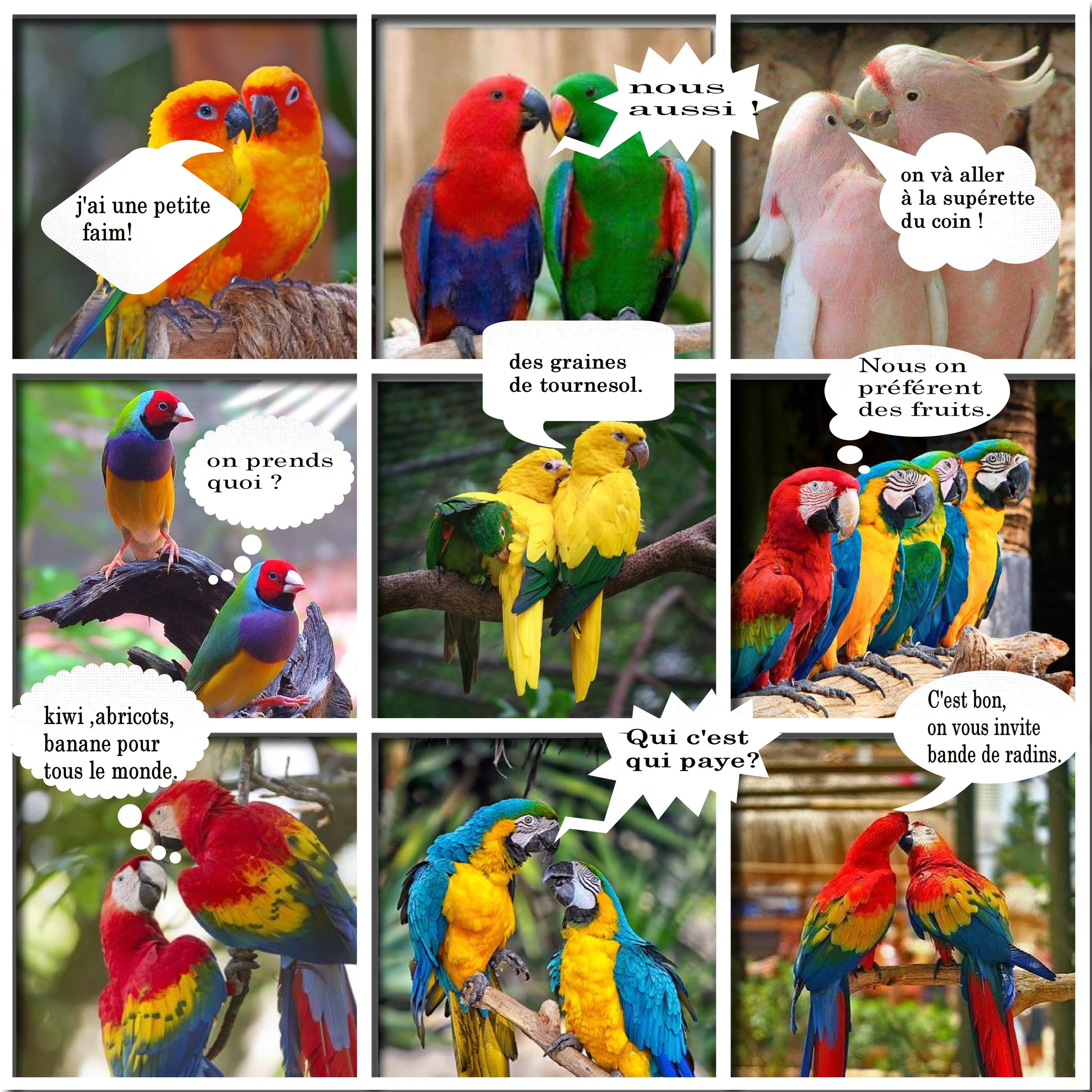 perroquets en bd.jpg