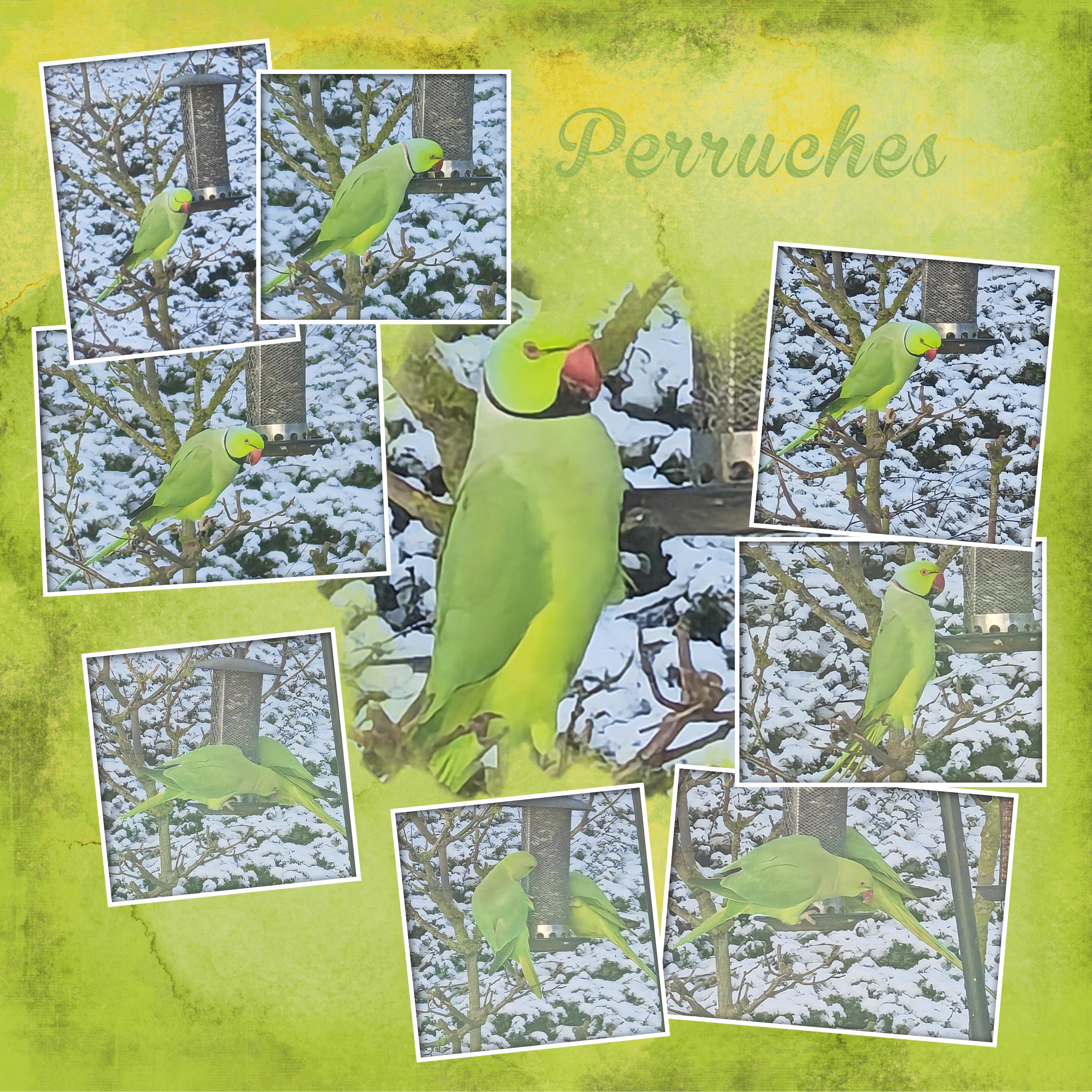 Perruches 20 01 2024 (page 2).jpg