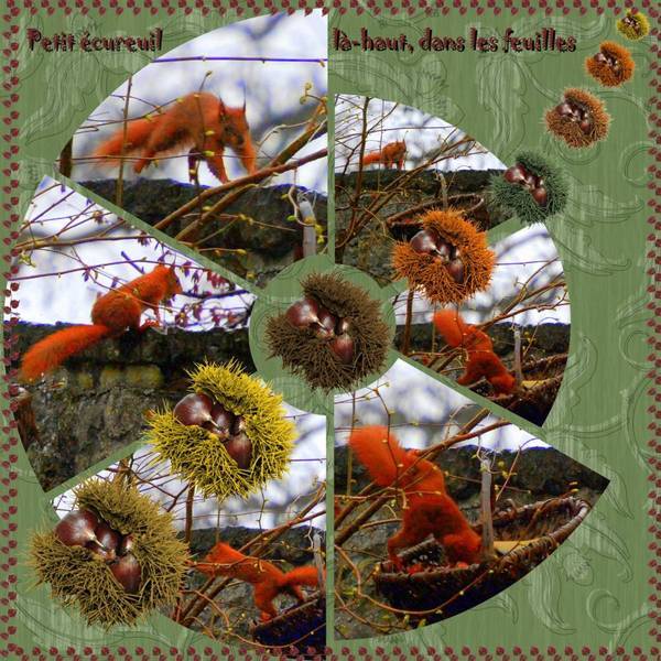 Petit écureuil, là-haut, dans les feuilles.
