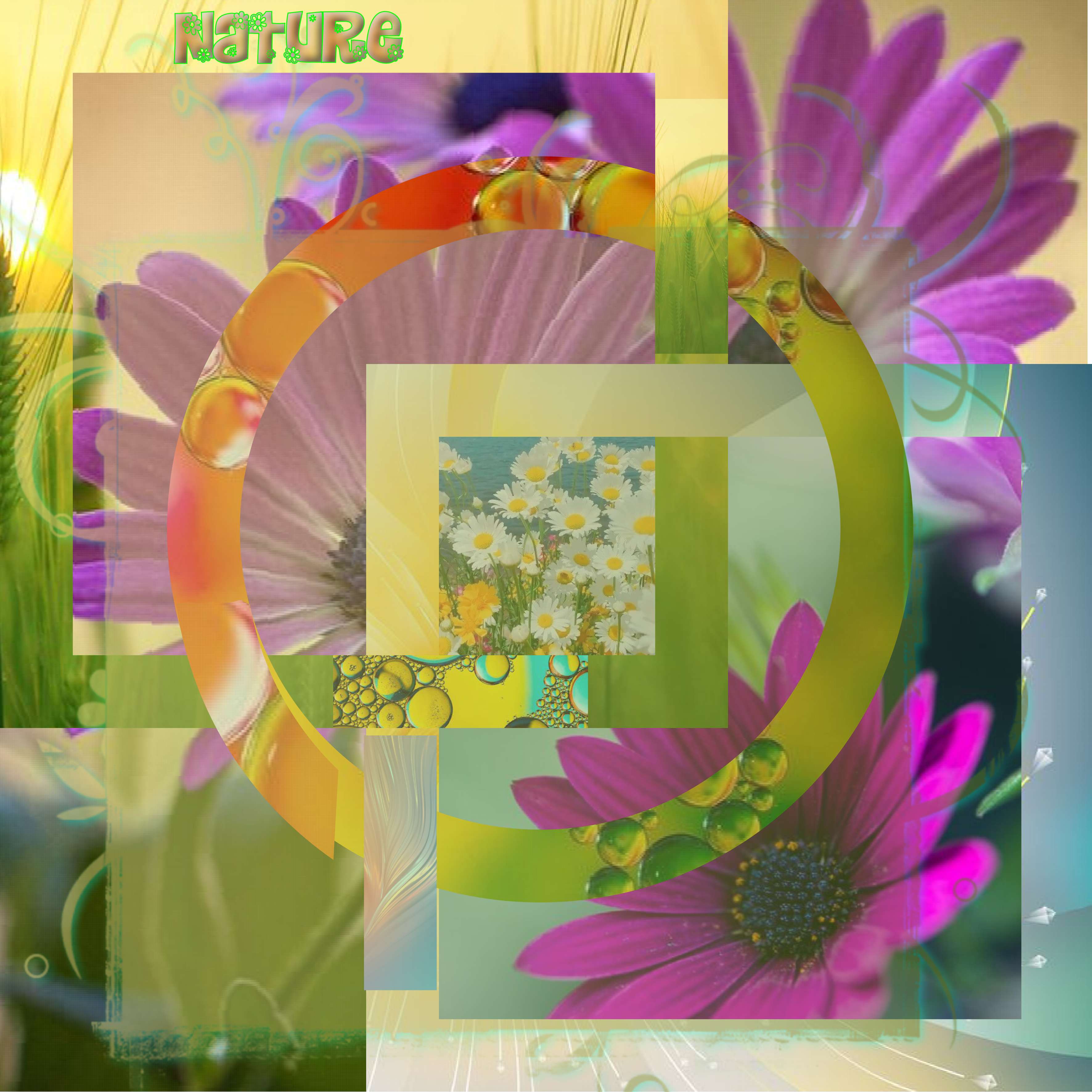 petit montage avec les fleurs pixabay.jpg